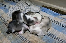 Day old puppies