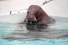 Walrus in Quebec City aquarium