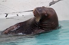 Walrus in Quebec City aquarium