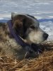 Sleddog: David Sleddog: David