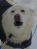 Sleddog: Gimli Sleddog: Gimli