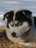 Sleddog: Justin Sleddog: Justin