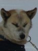 Sleddog: Kake Sleddog: Kake