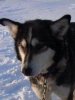 Sleddog: Ravel Sleddog: Ravel