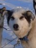 Sleddog: Shelby Sleddog: Shelby