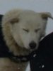 Sleddog: Tasman Sleddog: Tasman