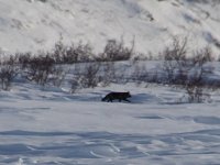 Fox seen from ice road