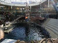 Edmonton Mall sea lions