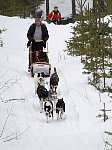 Dogsled, dogs and me