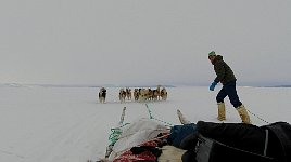 Jumping on the passing dogsled