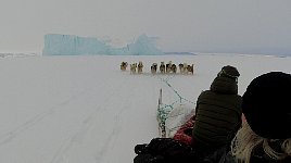 Dogs heading towards iceberg