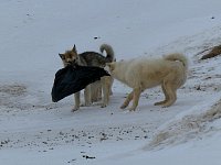 Dogs competing for garbage bag