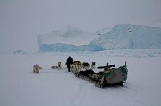 Dogsled and icebergs