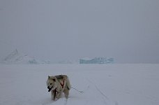 Fluffy dog and icebergs