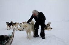 Petting a sled dog