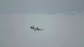 Guide and dogsled