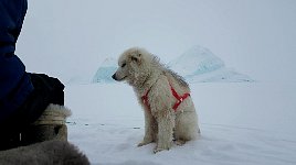 Fluffy dog and icebergs