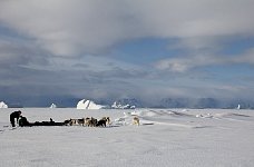 Dogsled near icebergs