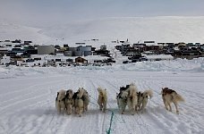 Dog sledd arriving in Qaanaaq