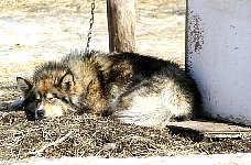 Sleddog, resting