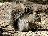 Stanley Park squirrel