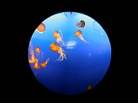 Jellyfish, Aquarium Vancouver