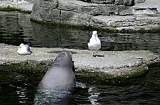 Beluga whale Tiqa, Aquarium Vancouver