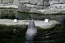 Beluga whale Tiqa, Aquarium Vancouver