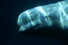 Beluga whale, Vancouver aquarium