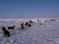 Dogs at sea ice camp