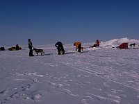 Putting dogs in front of the sled