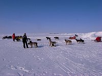 Putting dogs in front of the sled