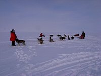 Putting the dogs in front of the sled.