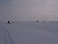 Dogsledding