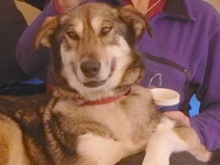 Sled dog Ali grinning