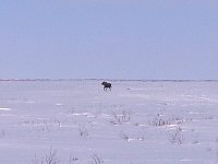 Moose on northern Yukon flats