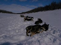 Sled dogs resting