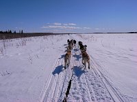 Perfect dogsledding conditions