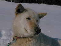 Molson - sled dog looking like a polar bear