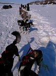 Sled dogs in the morning