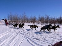 Dog sprint