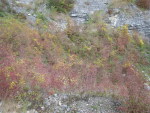 Autumn colours on stone wall