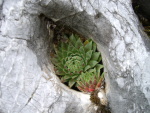 Plant in rock