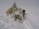 Dog sledge tour with danish tour guide - rest in the fog