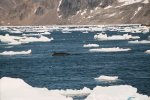 Whale near coast of Greenland