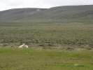 Omnipresent sheep along Kjölur route