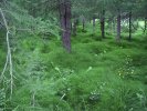 Lush undergrowth in Akureyri forest