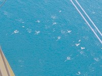 Dolphins seen from biplane