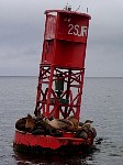Sea lions on buoy