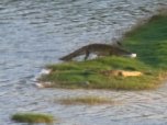 Crocodiles on lake shore